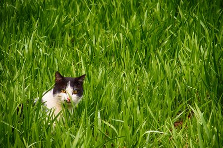 white and black cat in green grassの写真素材