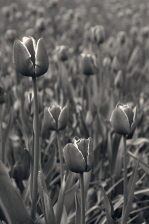spring tulip in beautiful bouquet flowersの写真素材