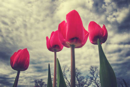 spring tulip in beautiful bouquet flowersの写真素材