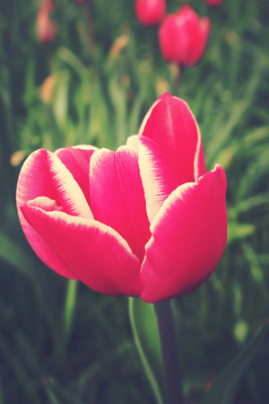 spring tulip in beautiful bouquet flowersの写真素材