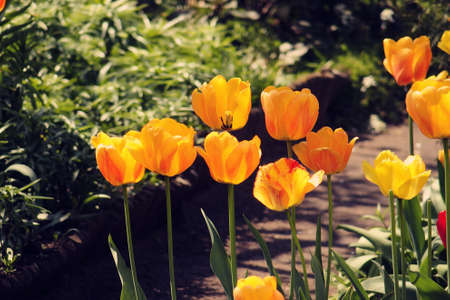 spring tulip in beautiful bouquet flowersの写真素材