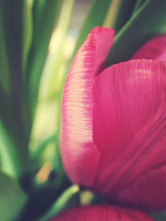 spring tulip in beautiful bouquet flowersの写真素材