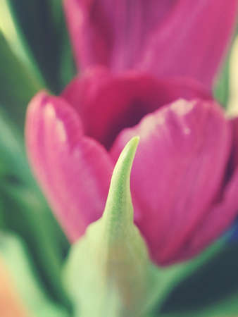 spring tulip in beautiful bouquet flowersの写真素材
