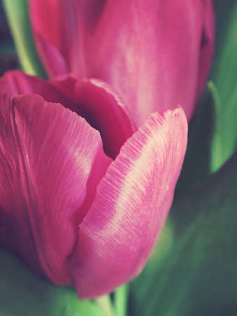 spring tulip in beautiful bouquet flowersの写真素材