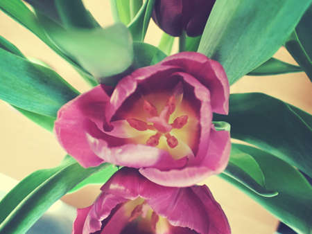 spring tulip in beautiful bouquet flowersの写真素材