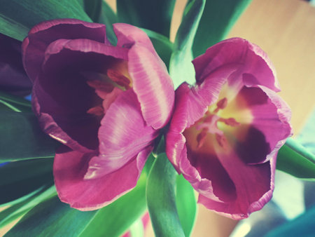 spring tulip in beautiful bouquet flowersの写真素材