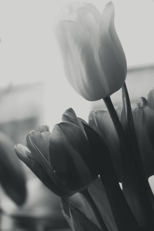 spring tulip in beautiful bouquet flowersの写真素材