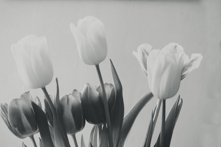 spring tulip in beautiful bouquet flowersの写真素材