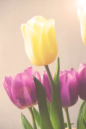 spring tulip in beautiful bouquet flowersの写真素材