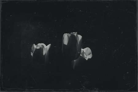 spring tulip in beautiful bouquet flowersの写真素材