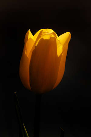 spring tulip in beautiful bouquet flowersの写真素材