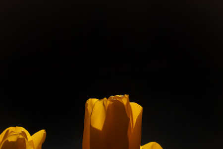spring tulip in beautiful bouquet flowersの写真素材
