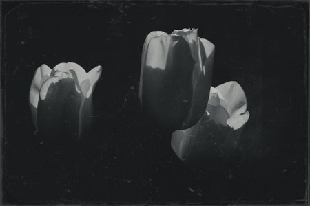 spring tulip in beautiful bouquet flowersの写真素材