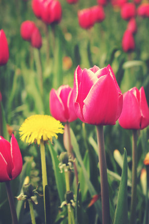 spring tulip in beautiful bouquet flowers