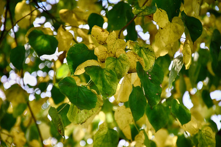 color full fall autumn background texture
