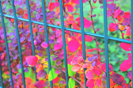 color full fall autumn background textureの写真素材