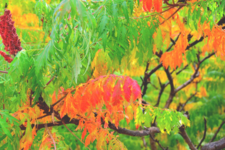color full fall autumn background textureの写真素材
