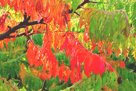 color full fall autumn background textureの写真素材