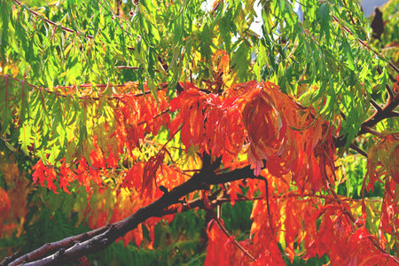 color full fall autumn background textureの写真素材