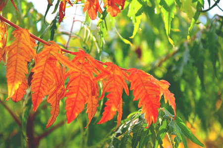 color full fall autumn background texture