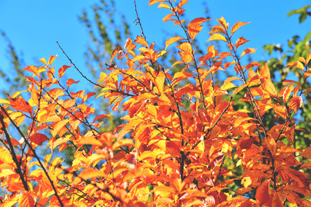 color full fall autumn background textureの写真素材
