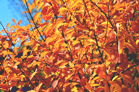 color full fall autumn background textureの写真素材