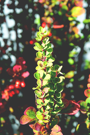 color full fall autumn background textureの写真素材