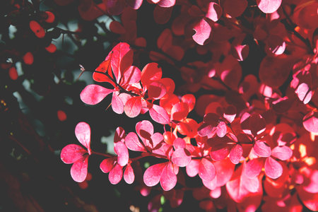 color full fall autumn background textureの写真素材