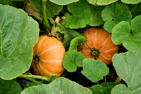 pumpkin in the green leavesの写真素材