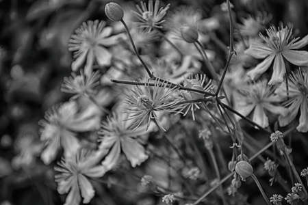 beautiful white flowers in the garden