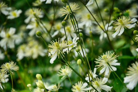 beautiful white flowers in the gardenの写真素材