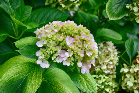 beautiful purple hydrangea, flowers in the gardenの写真素材