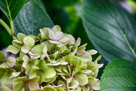 beautiful purple hydrangea, flowers in the garden