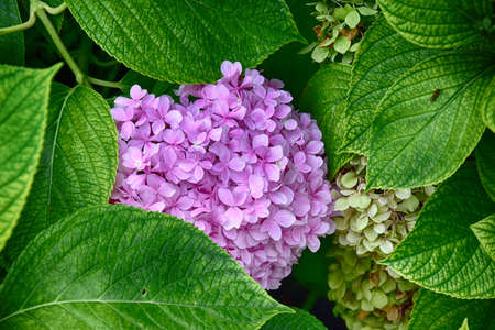 beautiful purple hydrangea, flowers in the garden