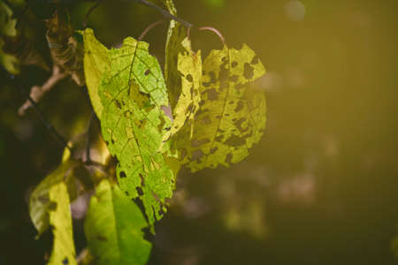 openwork autumn green leaves in the sunの写真素材