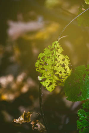 openwork autumn green leaves in the sunの写真素材