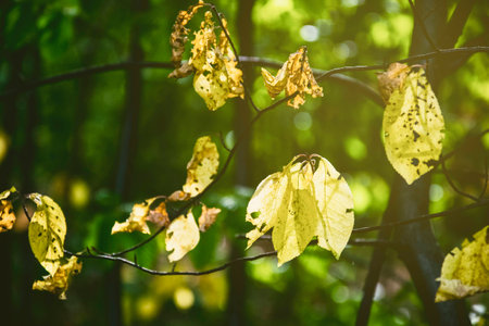 openwork autumn green leaves in the sunの写真素材