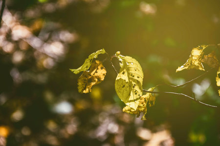 openwork autumn green leaves in the sunの写真素材