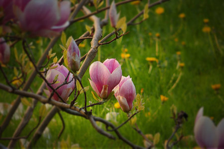 beautiful pink magnolia flowers on a tree in the gardenの写真素材