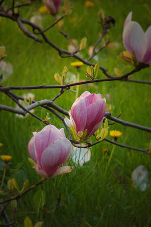 beautiful pink magnolia flowers on a tree in the gardenの写真素材