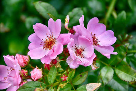 beautiful pink rose blooming in summer garden green leaves