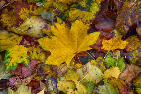 background with gold green fallen autumn maple leavesの写真素材
