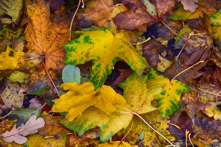 background with gold green fallen autumn maple leavesの写真素材