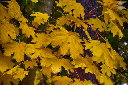 background with gold green fallen autumn maple leavesの写真素材