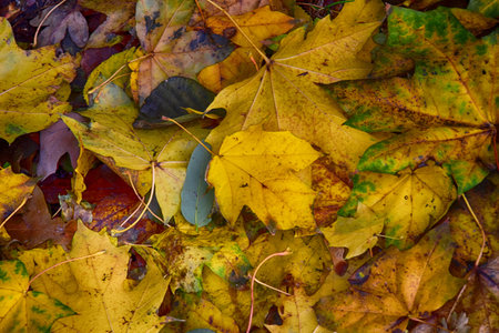 background with gold green fallen autumn maple leavesの写真素材