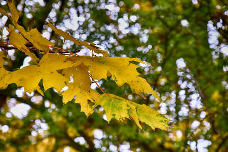 background with gold green fallen autumn maple leavesの写真素材