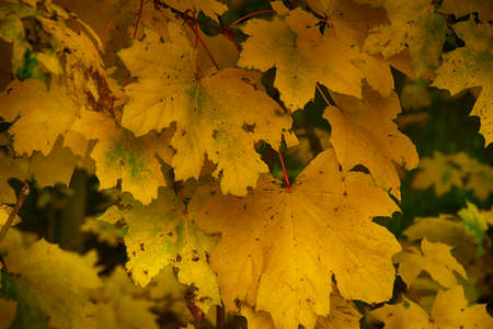 background with gold green fallen autumn maple leavesの写真素材