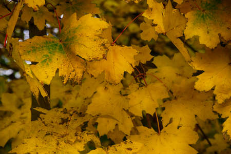 background with gold green fallen autumn maple leavesの写真素材