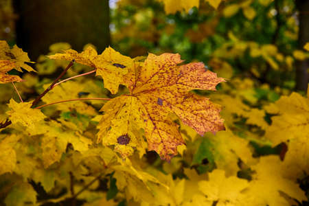 background with gold green fallen autumn maple leavesの写真素材