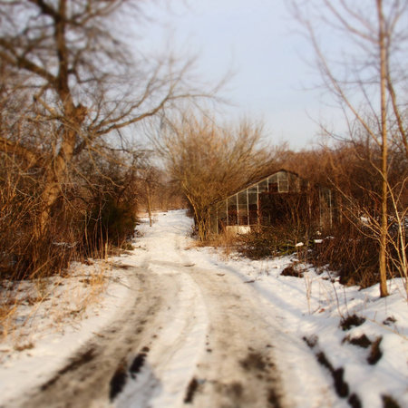 snowy white winter dirt road among treesの写真素材